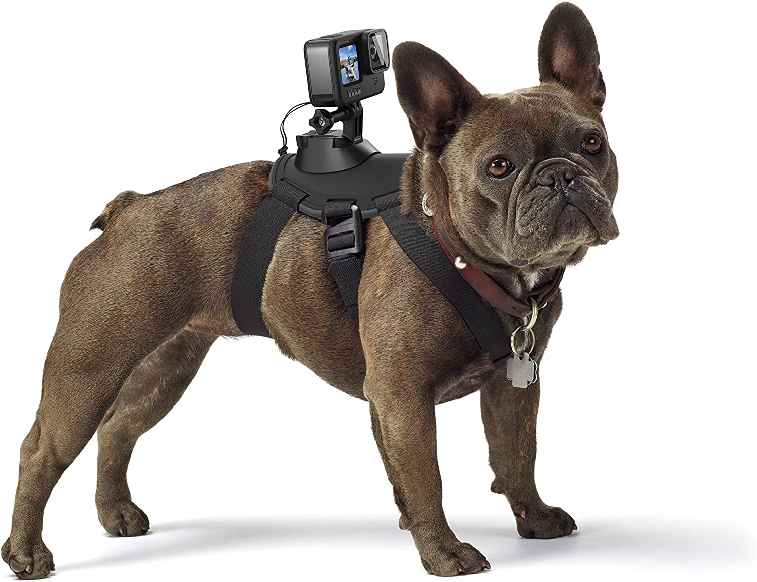 GoPro Fetch Dog Harness