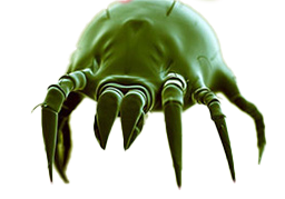 3+ Air Purifier for Dust Mites with Multiple Operations